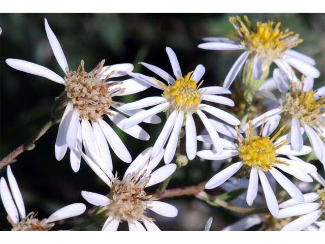 Doellingeria umbellata var. umbellata (Parasol whitetop) #61939