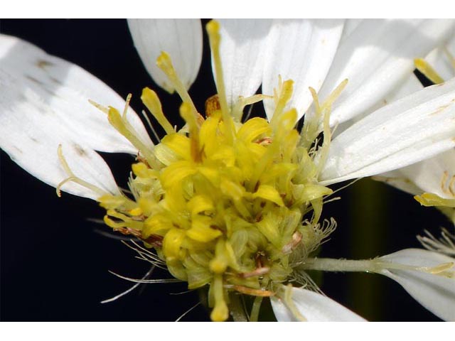 Doellingeria umbellata var. umbellata (Parasol whitetop) #61955