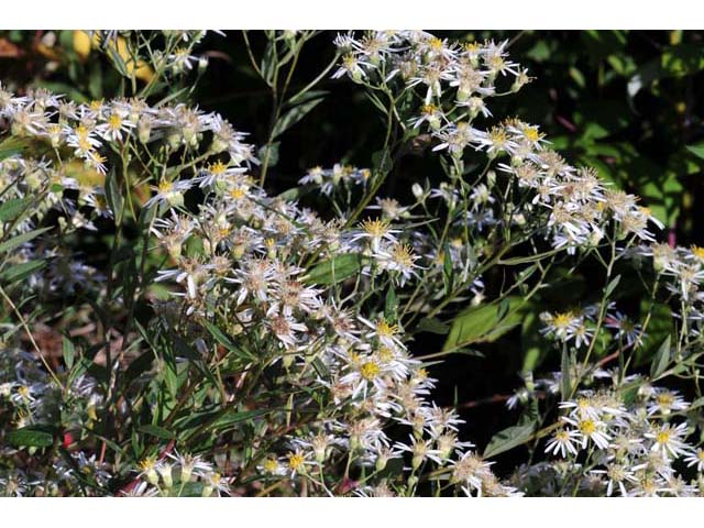 Doellingeria umbellata (Parasol whitetop) #61981