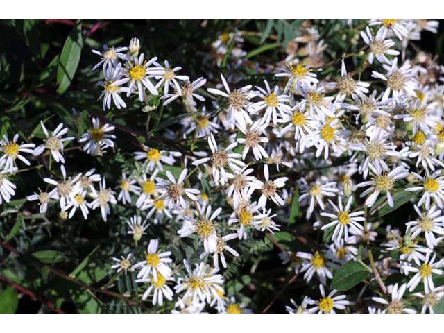 Doellingeria umbellata (Parasol whitetop) #61983