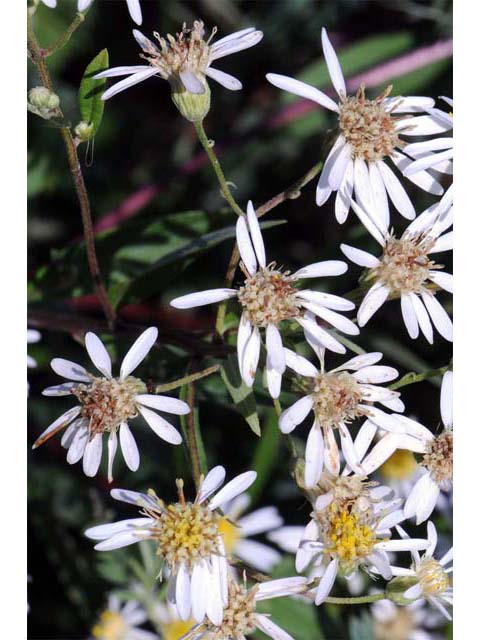 Doellingeria umbellata (Parasol whitetop) #61984