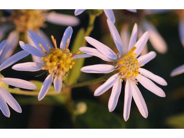 Doellingeria umbellata (Parasol whitetop) #61985