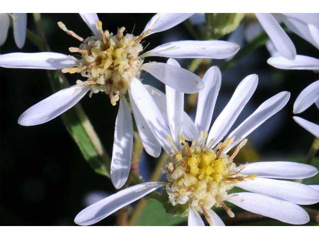 Doellingeria umbellata (Parasol whitetop) #61989