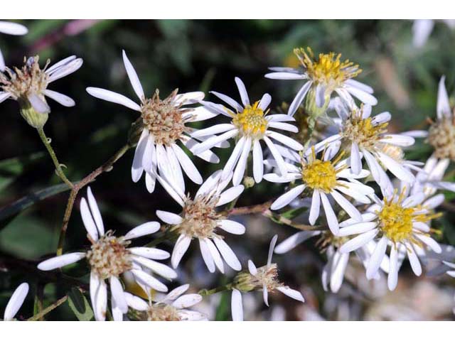 Doellingeria umbellata (Parasol whitetop) #61990