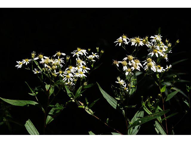 Doellingeria umbellata (Parasol whitetop) #61999