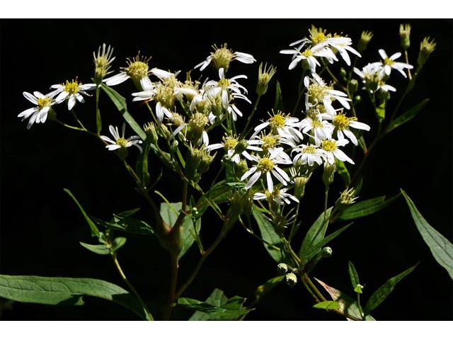 Doellingeria umbellata (Parasol whitetop) #62000