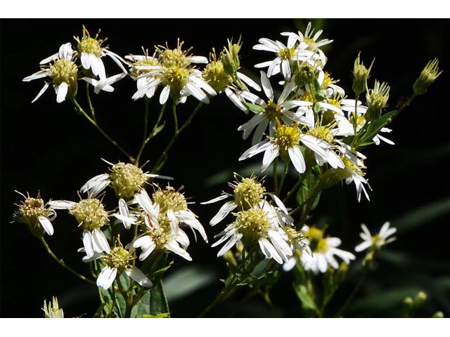 Doellingeria umbellata (Parasol whitetop) #62001