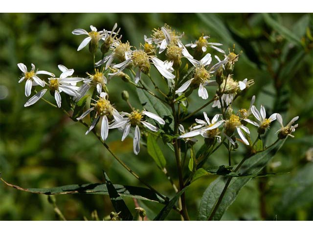 Doellingeria umbellata (Parasol whitetop) #62002