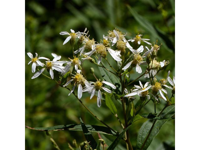 Doellingeria umbellata (Parasol whitetop) #62003