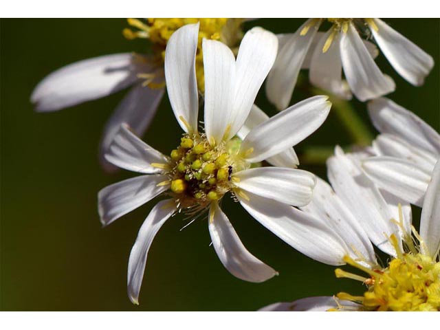 Doellingeria umbellata (Parasol whitetop) #62004