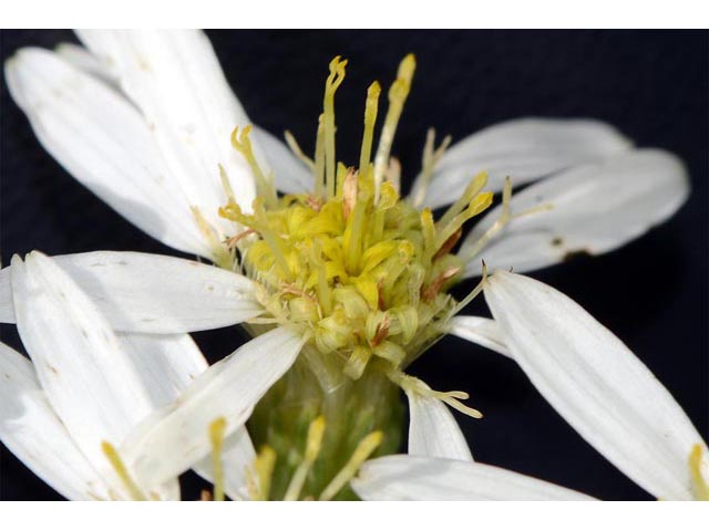 Doellingeria umbellata (Parasol whitetop) #62005