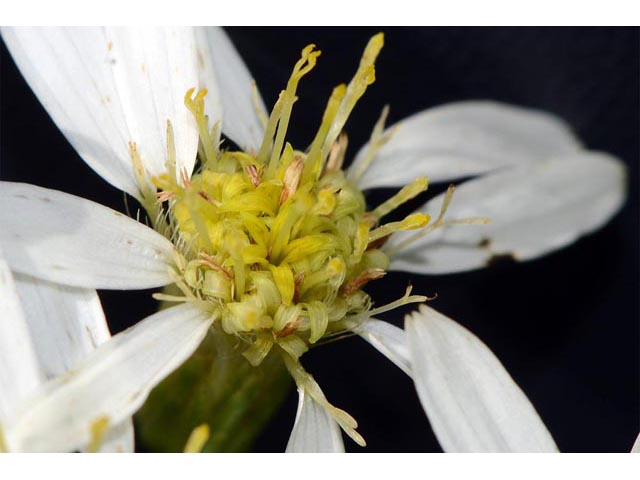 Doellingeria umbellata (Parasol whitetop) #62008