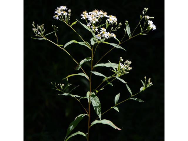 Doellingeria umbellata (Parasol whitetop) #62013