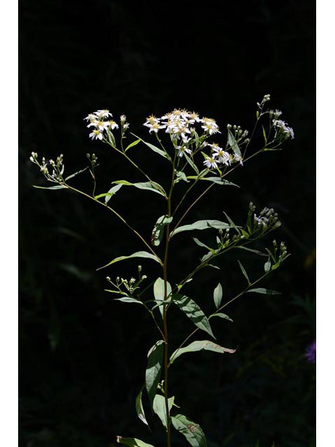 Doellingeria umbellata (Parasol whitetop) #62015