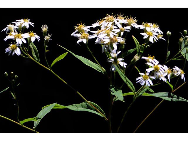 Doellingeria umbellata (Parasol whitetop) #62016