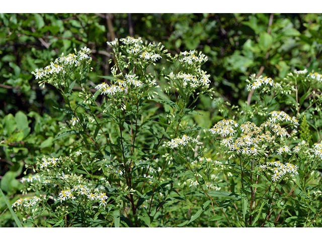 Doellingeria umbellata (Parasol whitetop) #62017