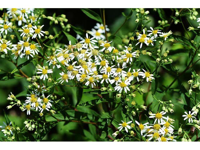 Doellingeria umbellata (Parasol whitetop) #62019