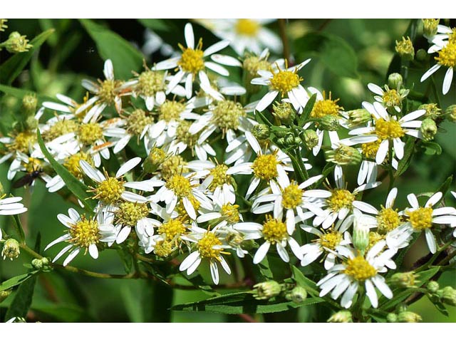 Doellingeria umbellata (Parasol whitetop) #62020