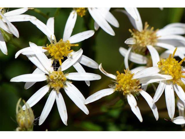 Doellingeria umbellata (Parasol whitetop) #62023