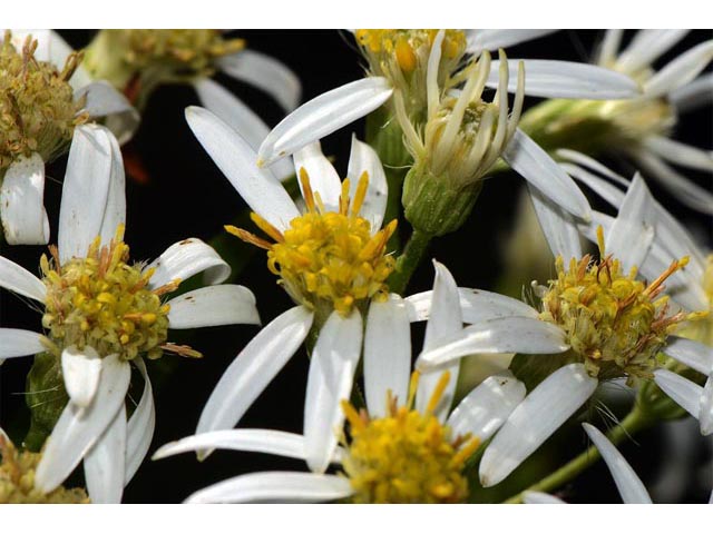 Doellingeria umbellata (Parasol whitetop) #62024