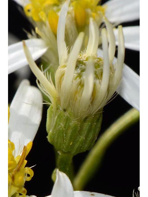 Doellingeria umbellata (Parasol whitetop) #62025