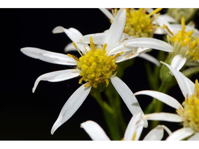 Doellingeria umbellata (Parasol whitetop) #62026