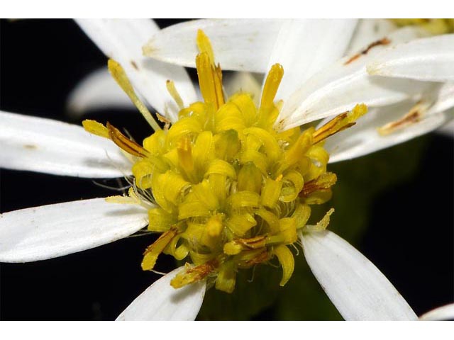 Doellingeria umbellata (Parasol whitetop) #62028