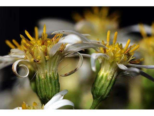 Doellingeria umbellata (Parasol whitetop) #62029