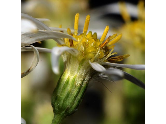 Doellingeria umbellata (Parasol whitetop) #62030