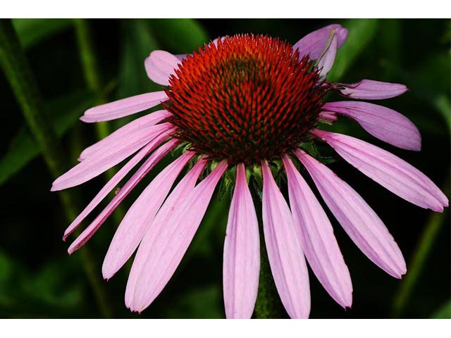 Echinacea purpurea (Eastern purple coneflower) #62049