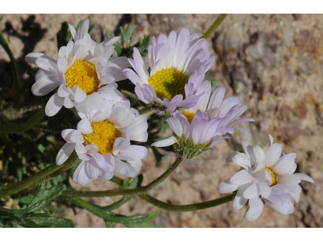 Erigeron compositus (Cutleaf daisy) #62101