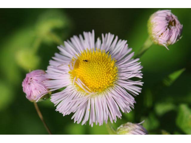 Erigeron philadelphicus (Philadelphia fleabane) #62132