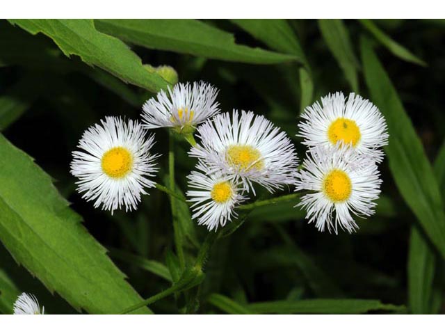 Erigeron philadelphicus (Philadelphia fleabane) #62133