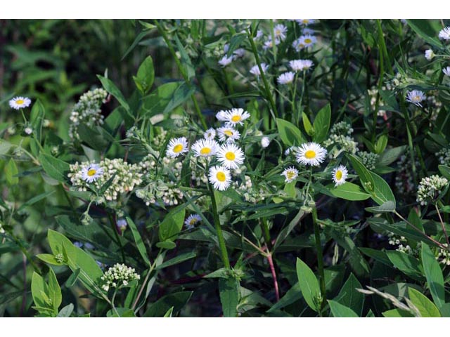 Erigeron philadelphicus var. philadelphicus (Philadelphia fleabane) #62134