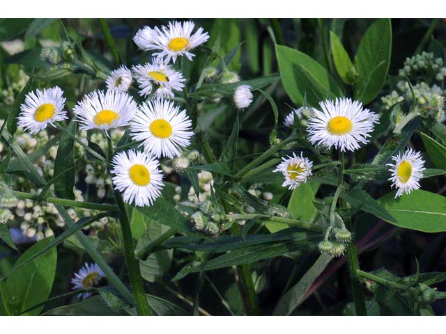 Erigeron philadelphicus var. philadelphicus (Philadelphia fleabane) #62135