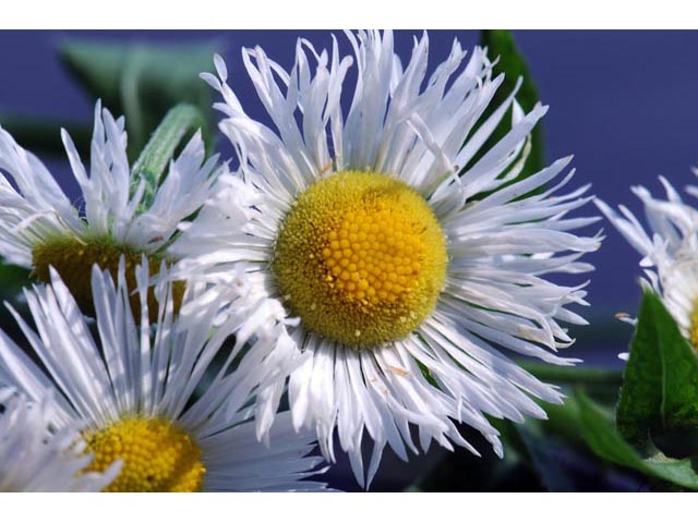 Erigeron philadelphicus var. philadelphicus (Philadelphia fleabane) #62136