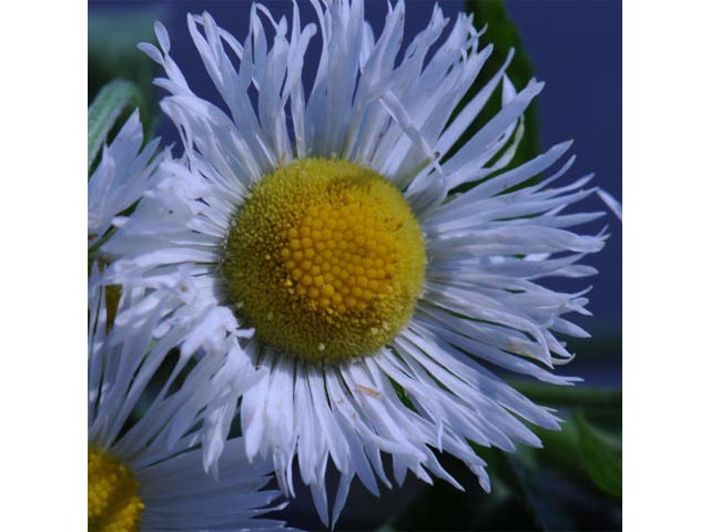 Erigeron philadelphicus var. philadelphicus (Philadelphia fleabane) #62137