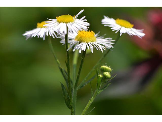 Erigeron philadelphicus (Philadelphia fleabane) #62143