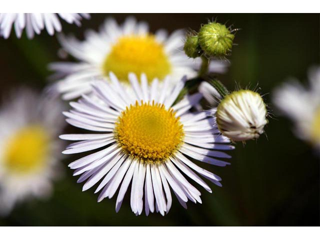 Erigeron philadelphicus (Philadelphia fleabane) #62144