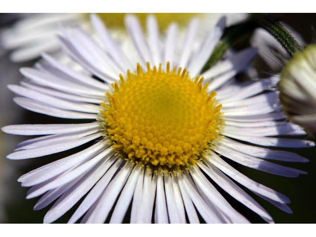 Erigeron philadelphicus (Philadelphia fleabane) #62145