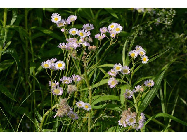 Erigeron philadelphicus (Philadelphia fleabane) #62146