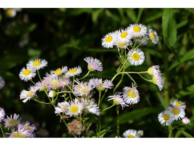 Erigeron philadelphicus (Philadelphia fleabane) #62148