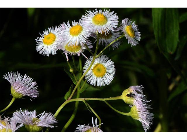 Erigeron philadelphicus (Philadelphia fleabane) #62150