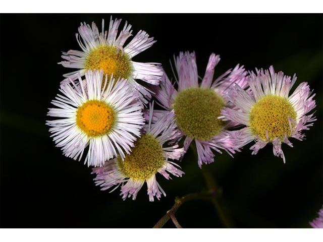 Erigeron philadelphicus (Philadelphia fleabane) #62152