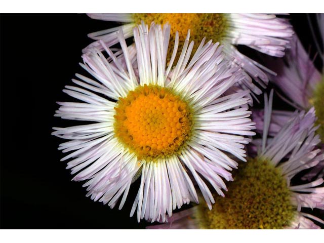 Erigeron philadelphicus (Philadelphia fleabane) #62153