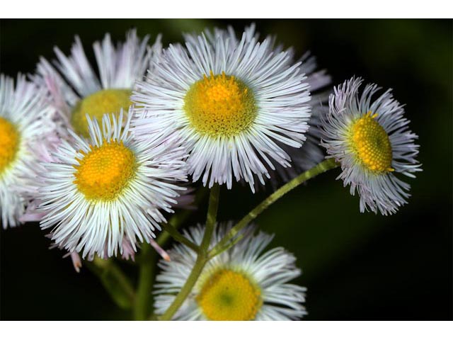 Erigeron philadelphicus (Philadelphia fleabane) #62154