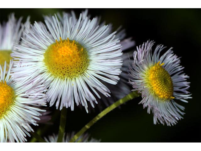 Erigeron philadelphicus (Philadelphia fleabane) #62155