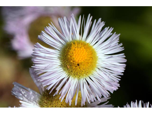 Erigeron philadelphicus (Philadelphia fleabane) #62157