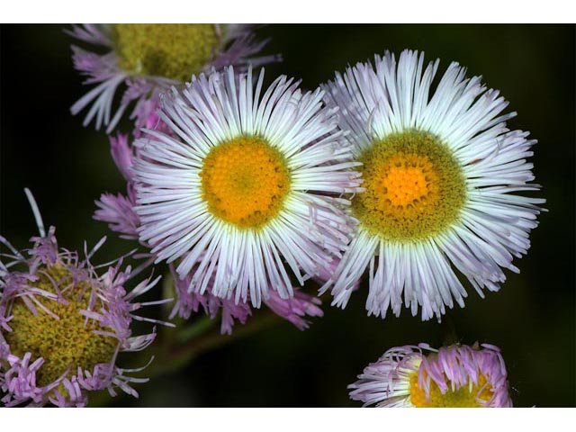 Erigeron philadelphicus (Philadelphia fleabane) #62158