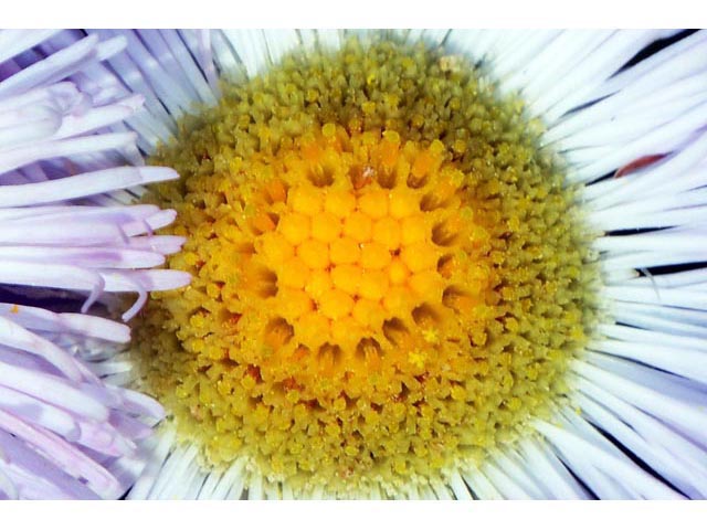 Erigeron philadelphicus (Philadelphia fleabane) #62159